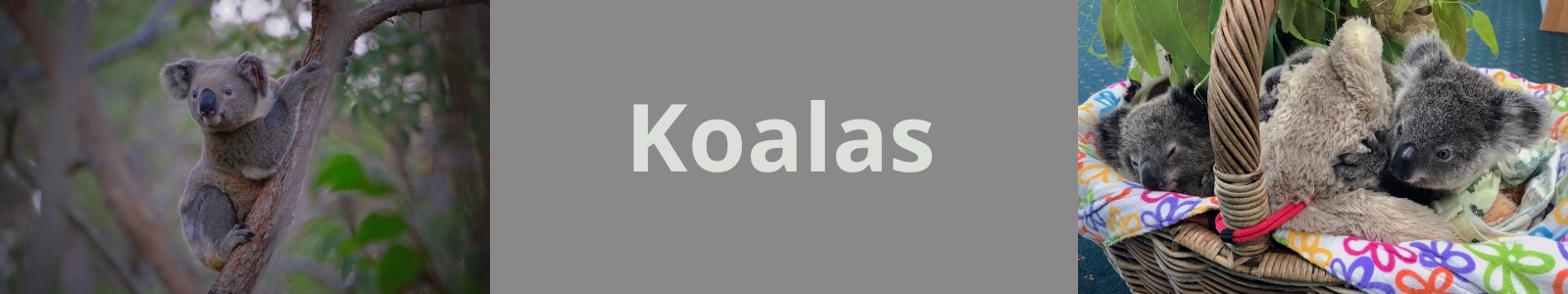 Koalas Header
