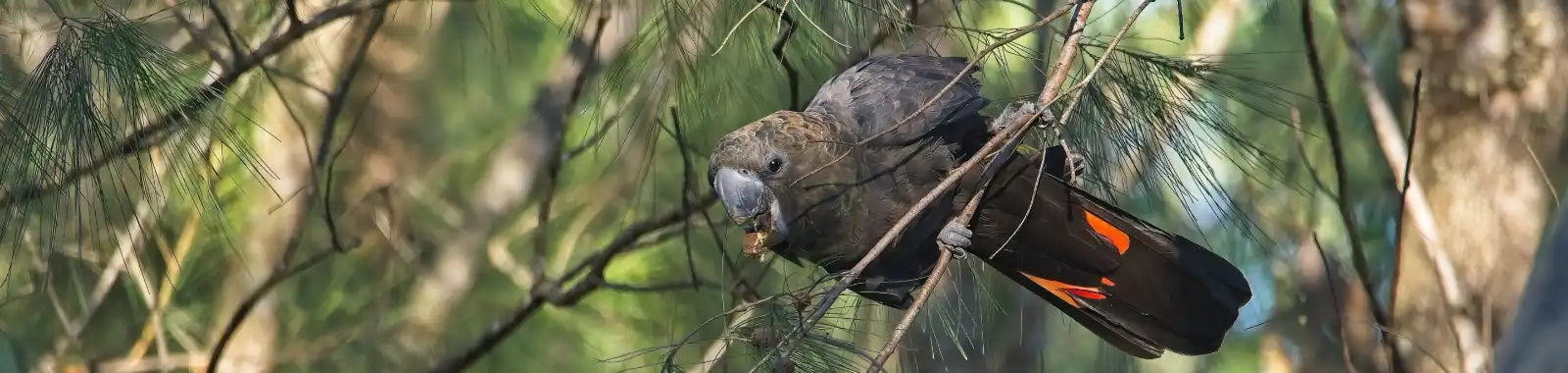 Objectives Glossy Black Cockatoo