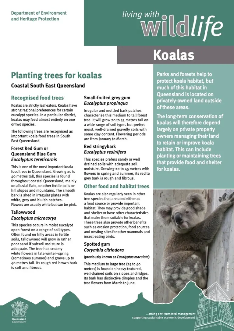 Planting Trees For Koalas