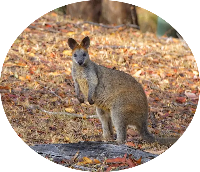 Macropods - Swamp Wallaby