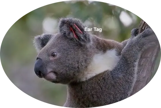 Tagged Koala