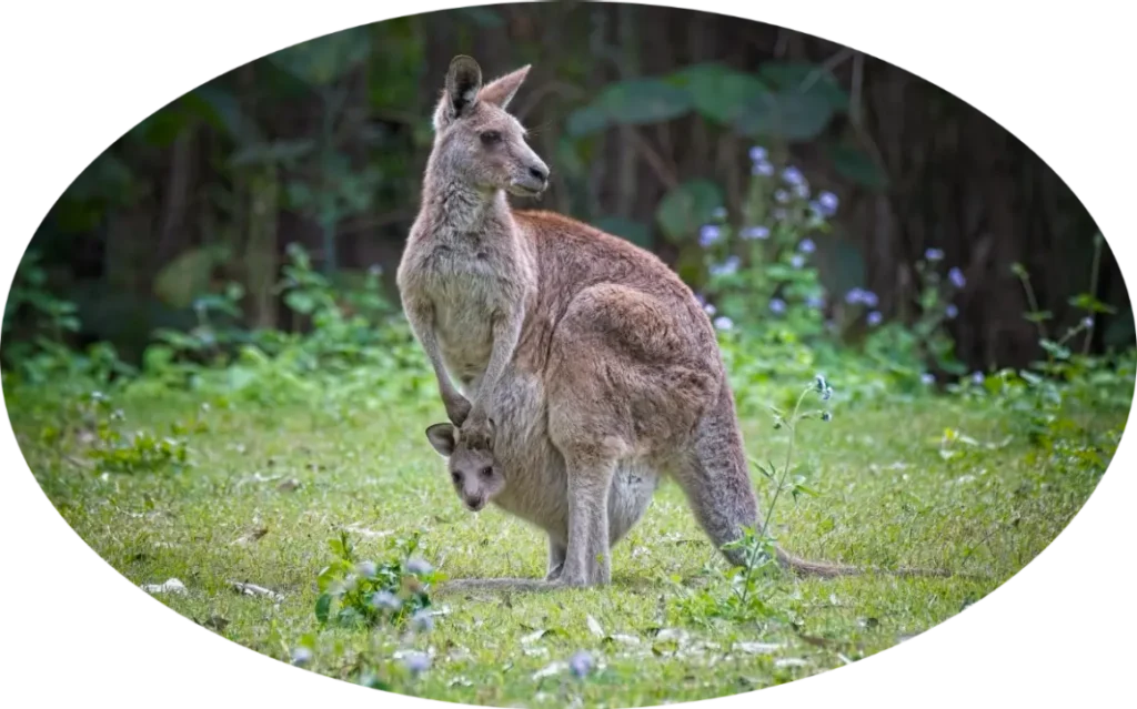 Macropods Kangaroo and Joey