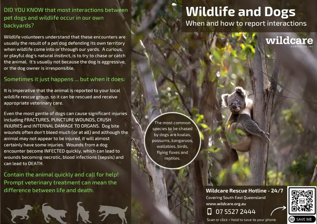 Koalas - Wildlife and Dogs