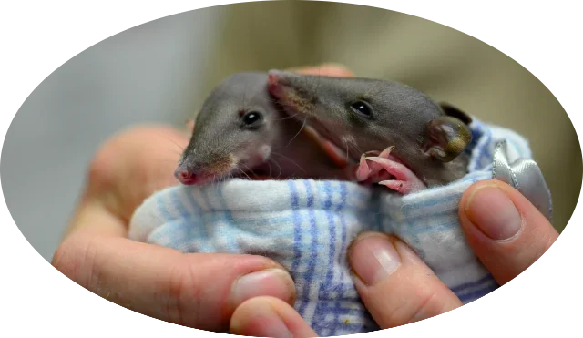 Antechinus