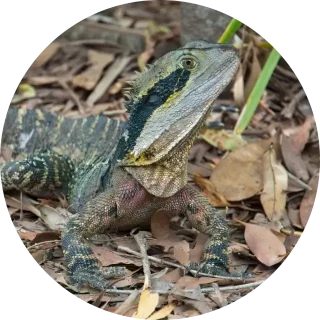 Eastern Water Dragon