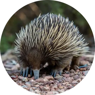 Short-beaked Echidna