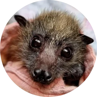 Education Flying Fox
