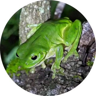 Green Tree Frog
