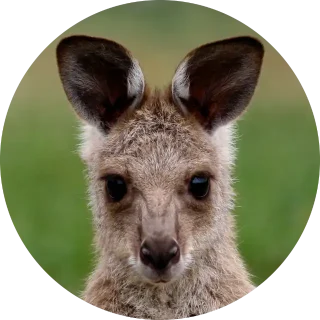 Education Grey Kangaroo