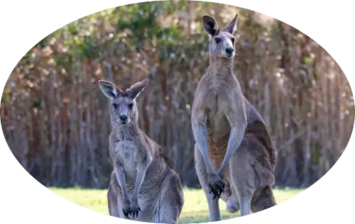 Volunteer Kangaroos