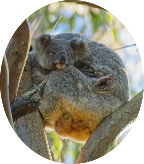Koala and Joey