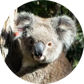 About Us Koala Joey