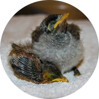 Noisy Miners