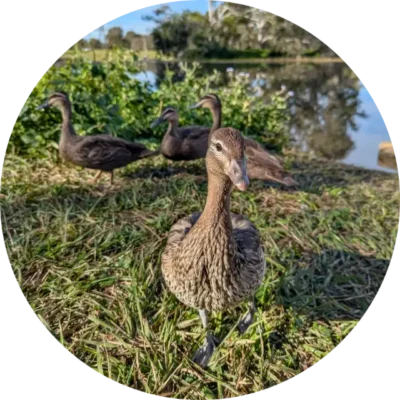 Rescue Ducks