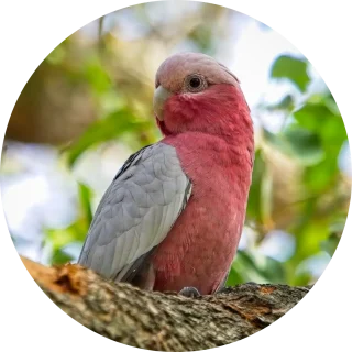 Pink Galah