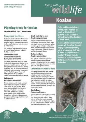 Planting Trees For Koalas