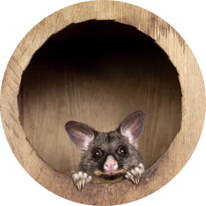 About Us Possum Peeking