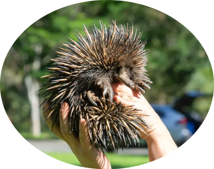 Rehab Echidna