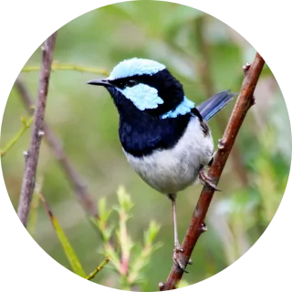 About Us Superb Fairy Wren