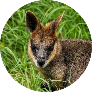 About Us Swamp Wallaby